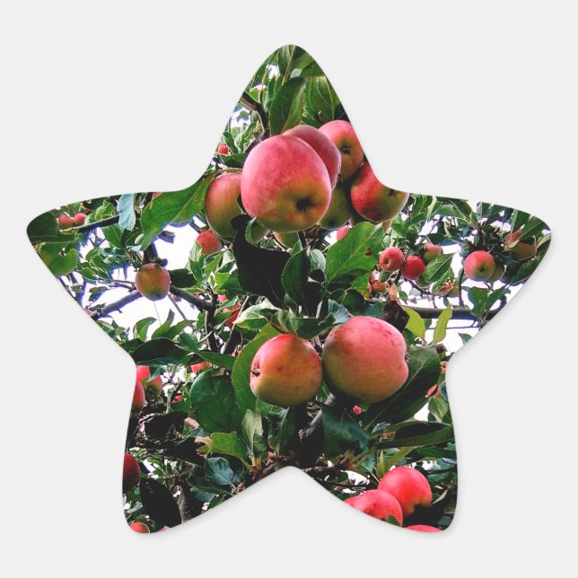 Apples Star Sticker (Front)