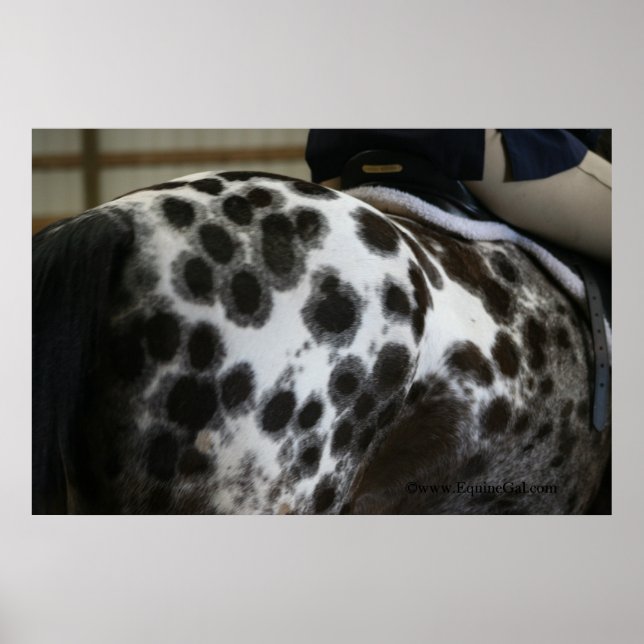 Appoloosa Poster (Front)