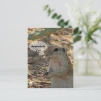 Appreciate You Ground Squirrel Photo Desert Animal