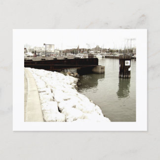 Approachable Wolf Post Card Print