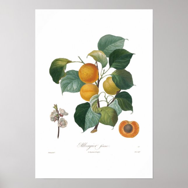 Apricot-Albergia franc Poster (Front)