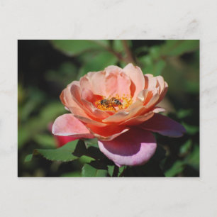 Apricot and Lavender Rose with Bee Postcard