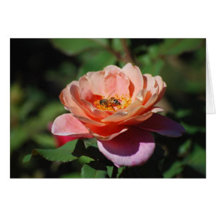 Apricot and Lavender Rose with Honeybee Card