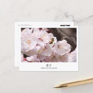 Apricot Blossom Postcard