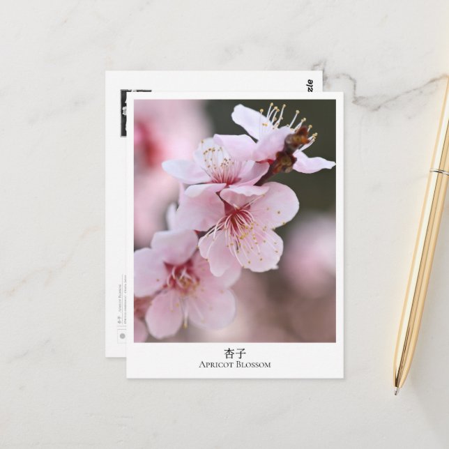 Apricot Blossom Postcard (Front/Back In Situ)
