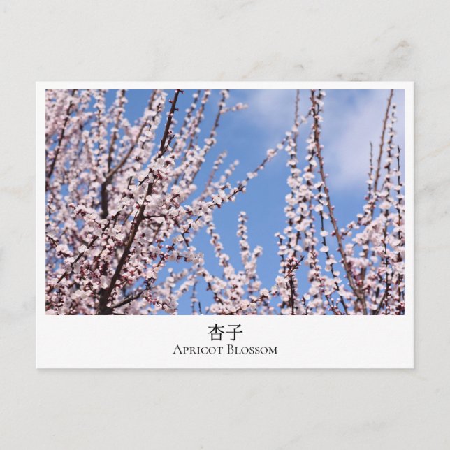 Apricot Blossom Postcard (Front)