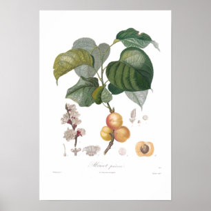 Apricot, Early apricot Poster