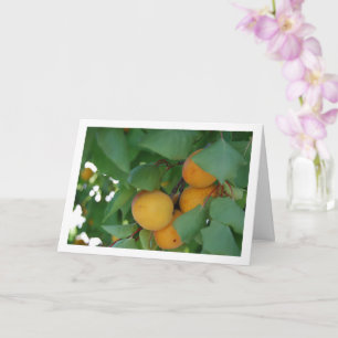 Apricot Fruit on Tree Card