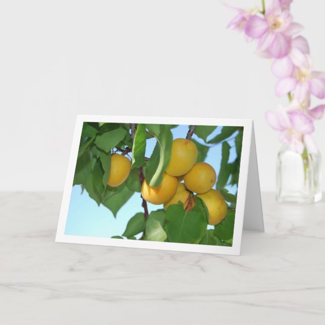 Apricot Fruit on Tree Card (Orchid)