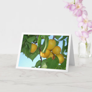 Apricot Fruit on Tree Card