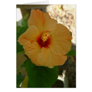 Apricot Hibiscus Flower
