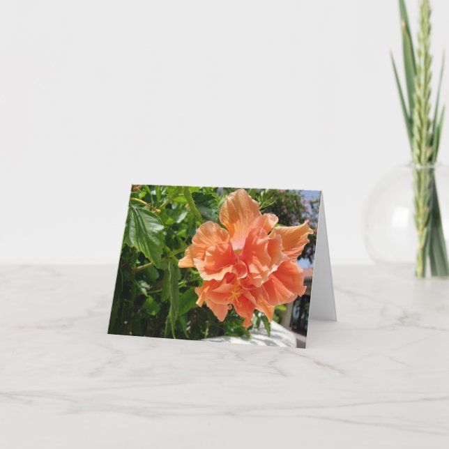 Apricot Hibiscus tropical flower blank note card (Front)