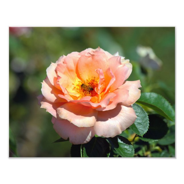 Apricot Hybrid Tea Rose With Honeybee Photo Print (Front)