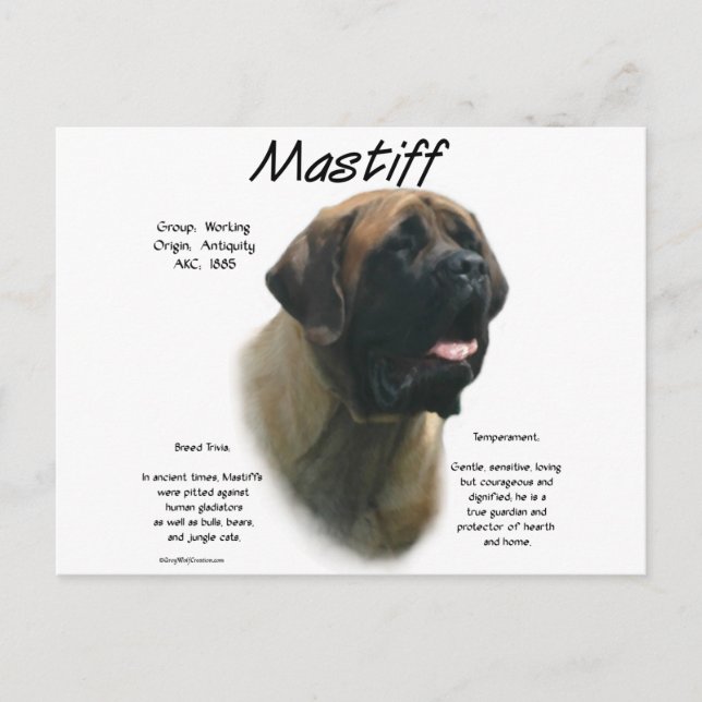 Apricot Mastiff History  Postcard (Front)