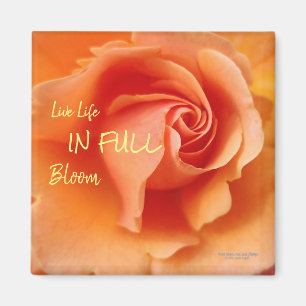 Apricot Peach Rose Flower Close Up Photo Magnet
