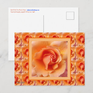 Apricot Peach Rose Flower Close Up Photo Postcard