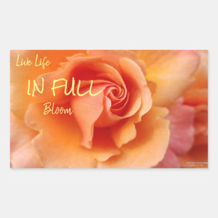 Apricot Peach Rose Flower Close Up Photo Rectangular Sticker