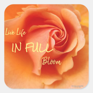 Apricot Peach Rose Flower Close Up Photo Square Sticker