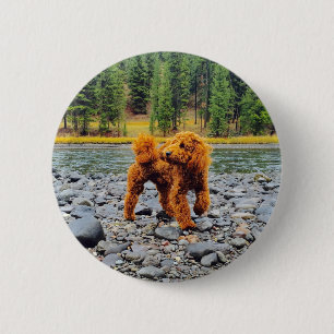 Apricot Poodle - Customisable Gift 6 Cm Round Badge