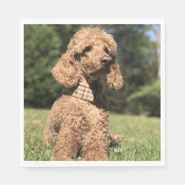 Apricot Poodle Customisable Napkin (Front)