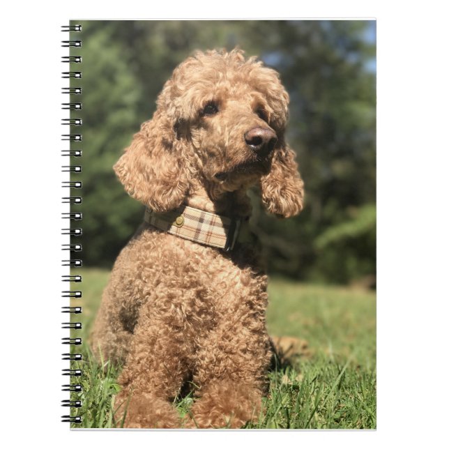 Apricot Poodle Customisable Notebook (Front)