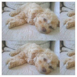 apricot Poodle laying.png Fabric