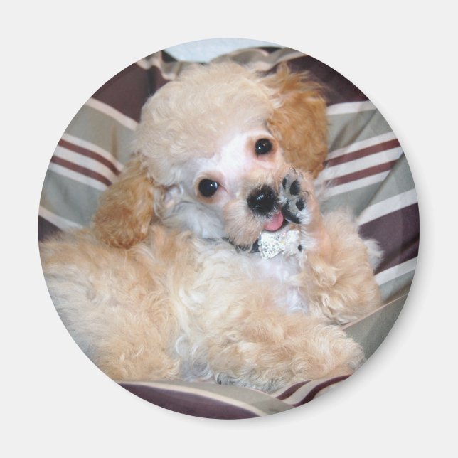 Apricot Poodle Puppy talking  waving Magnet (Front)