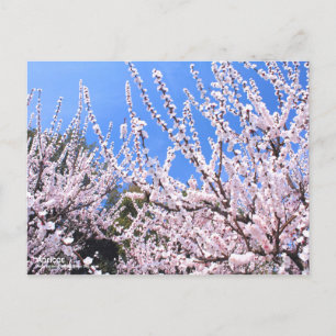 Apricot：Postcard Postcard