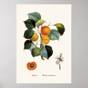 Apricot Poster