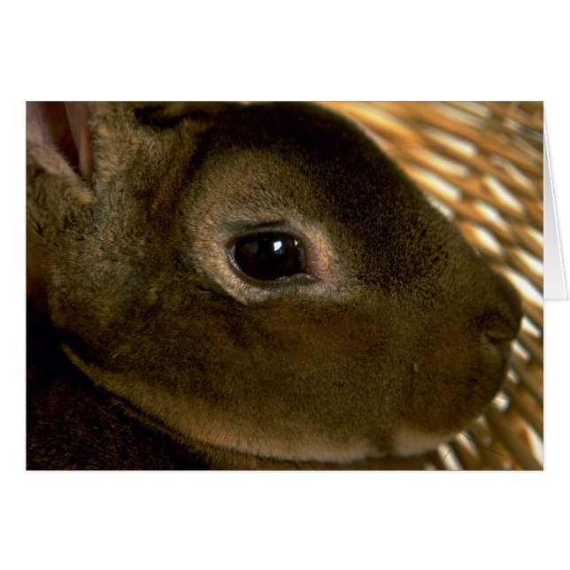 Apricot Rex Rabbit (Front Horizontal)