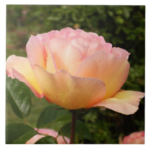 Apricot Rose  Ceramic Tile