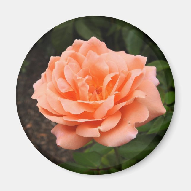 Apricot Rose Magnet (Front)