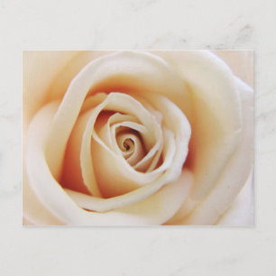 Apricot Rose Postcard