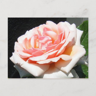 Apricot Rose Postcard