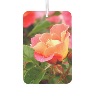 Apricot Salmon Pink Rose Car Air Freshener