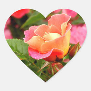 Apricot Salmon Pink Rose Heart Sticker