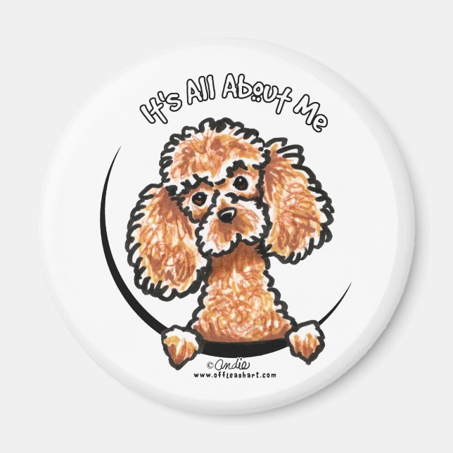 Apricot Toy Miniature Poodle IAAM Magnet (Front)