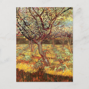 Apricot Trees in Blossom by Vincent van Gogh Postcard