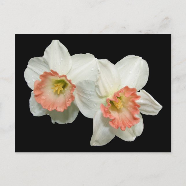 Apricot/White Jonquils/Daffodils Postcard (Front)