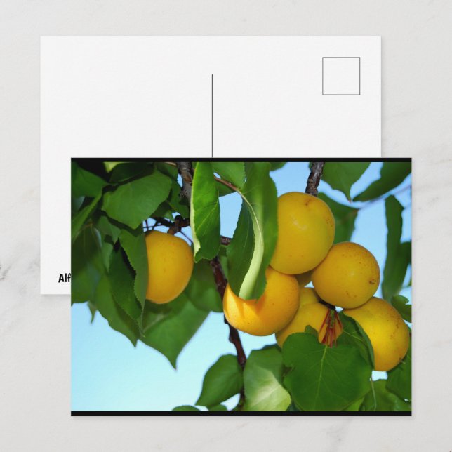 Apricots in Blue Sky Postcard (Front/Back)