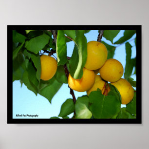 Apricots in Blue Sky Poster