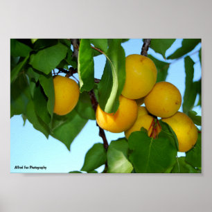 Apricots in Blue Sky Poster