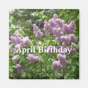 April Birthday-Lovely Lilac Bush Magnet