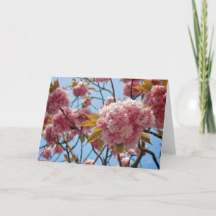 April Blossoms [Greeting Card] Card