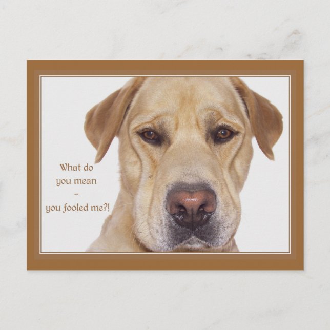April fool's day funny Labrador Postcard (Front)