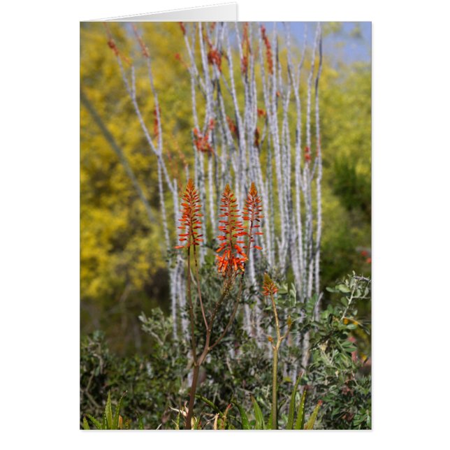 April in the Arizona Desert (Front)