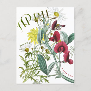 April Month Flowers Sweet Pea Daisy Fancy Postcard