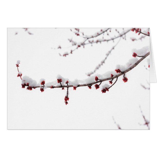 April Snow Blank Card (Front Horizontal)