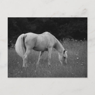 April the Arabian Postcard