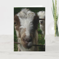 April the LaMancha Goat